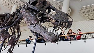 Посетители смотрят на скелет T-Rex по имени Тринити во время предварительного просмотра аукционным домом Koller в концертном зале Tonhalle Zurich в среду, 29 марта