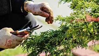 Способ активной коммуникации или побочный эффект физиологических процессов? Биологам удалось доказать, что растения издают звуки, но пока непонятно, кто их слушает.