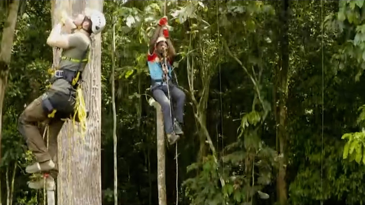 Researchers climb the trees to collect data in the Congo rainforest