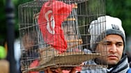 صورة تعبيرية لتونسي يحمل قفص طيور يحمل علمه الوطني خلال مظاهرة بمناسبة الذكرى الثامنة للانتفاضة الديمقراطية في تونس، يوم الاثنين، 14 يناير/كانون الثاني 2019. 