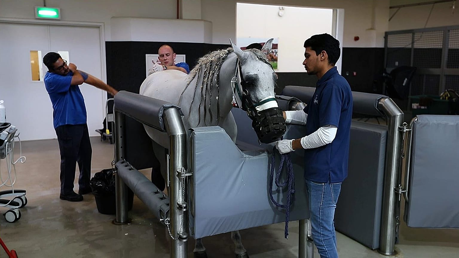 EVMC is located in Qatar and offers an internship program for newly qualified veterinarians