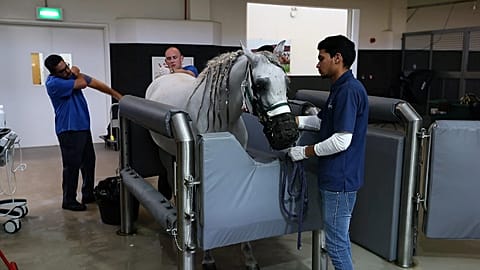 EVMC is located in Qatar and offers an internship program for newly qualified veterinarians