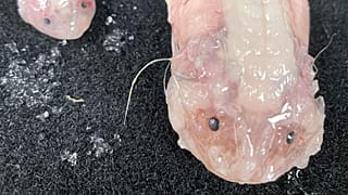 pseudoliparis belyaevi