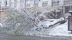 In Belgrad brachen mehrere Bäume unter der Last des Schnees zusammen