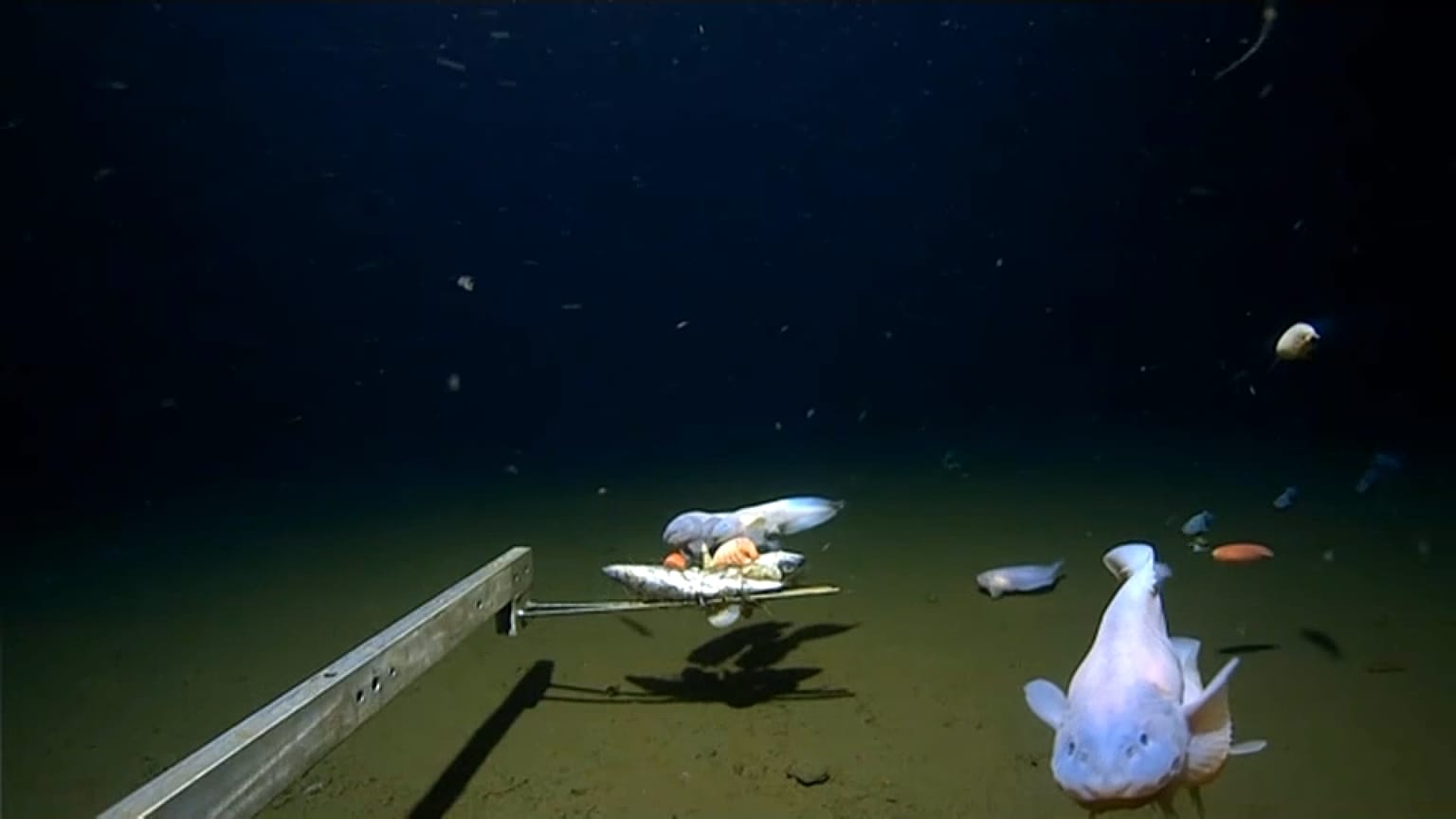 deepest fish