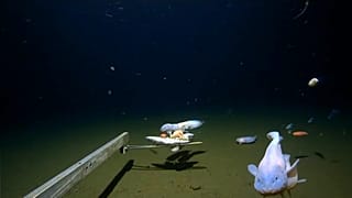 deepest fish