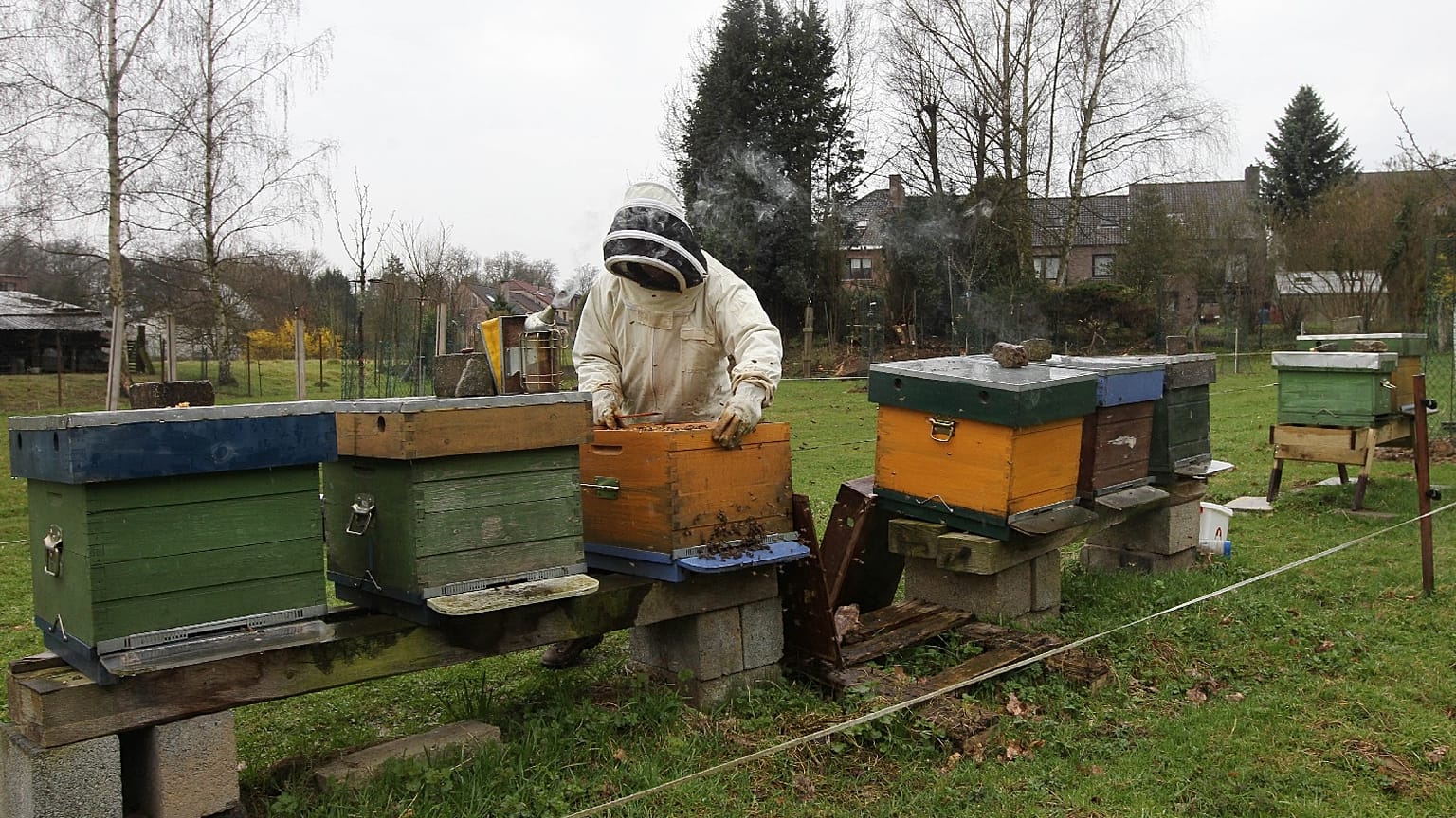 Apicultora Anne Van Eeckhout abre uma das suas colmeias em Wezembeek-Oppem perto de Bruxelas, 15 de abril de 2013.