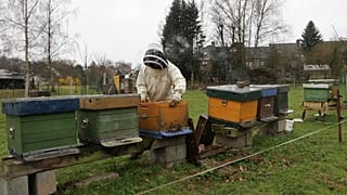 Un apicultor trabaja con varias colmenas de abejas
