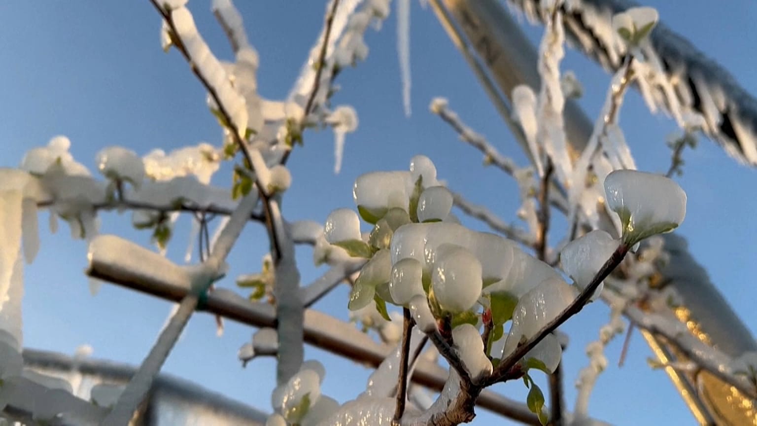 An apple orchard covered with protective ice. 