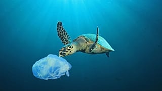La prohibición de las bolsas de plástico funciona.