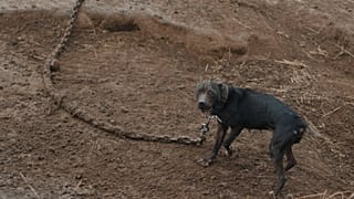 A lone dog in 'Searching for Nika'