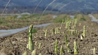 Asparagus tips peeking out of the ground