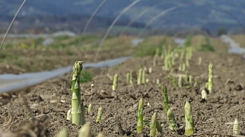 Asparagus tips peeking out of the ground