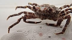 The red decorator crab could be a secret weapon in the fight against crown of thorns starfish.