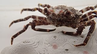 The red decorator crab could be a secret weapon in the fight against crown of thorns starfish.