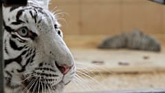 Egy bengáli tigris (képünk csak illusztráció)