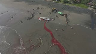 صورة هوائية للحوت النافق