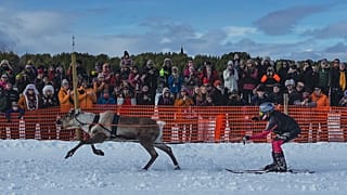 Rentierrennen gibt es in Finnland seit den 1950er Jahren.