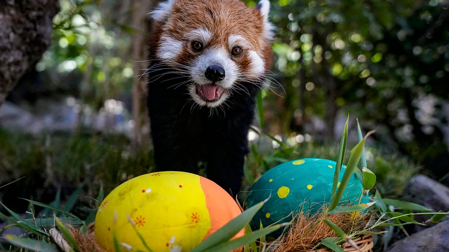 Recherche des œufs de Pâques dans un zoo au Chile 