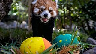 Recherche des œufs de Pâques dans un zoo au Chile