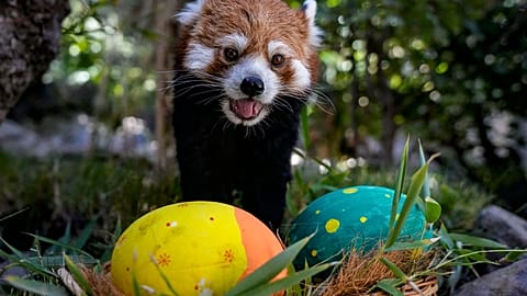 Recherche des œufs de Pâques dans un zoo au Chile 
