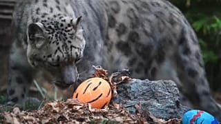 Easter gifts in the Buin Zoo in Santiago