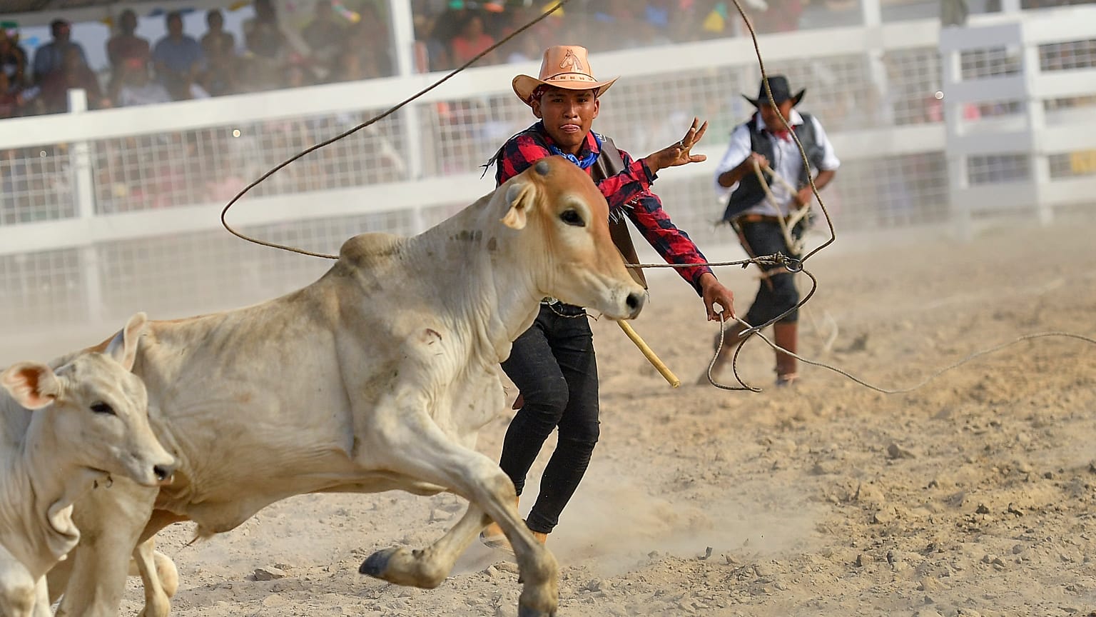 مهرجان رعاة الأبقار
