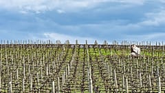 A vineyard in Spring. Young vines are particularly vulnerable to spring frosts.