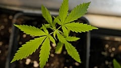 Schon lange umstritten: der Konsum von Cannabis