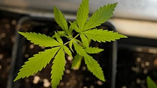 Un plan de cannabis