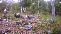 Bizonytalan a medvék jövője Trentino-Alto Adigében. 