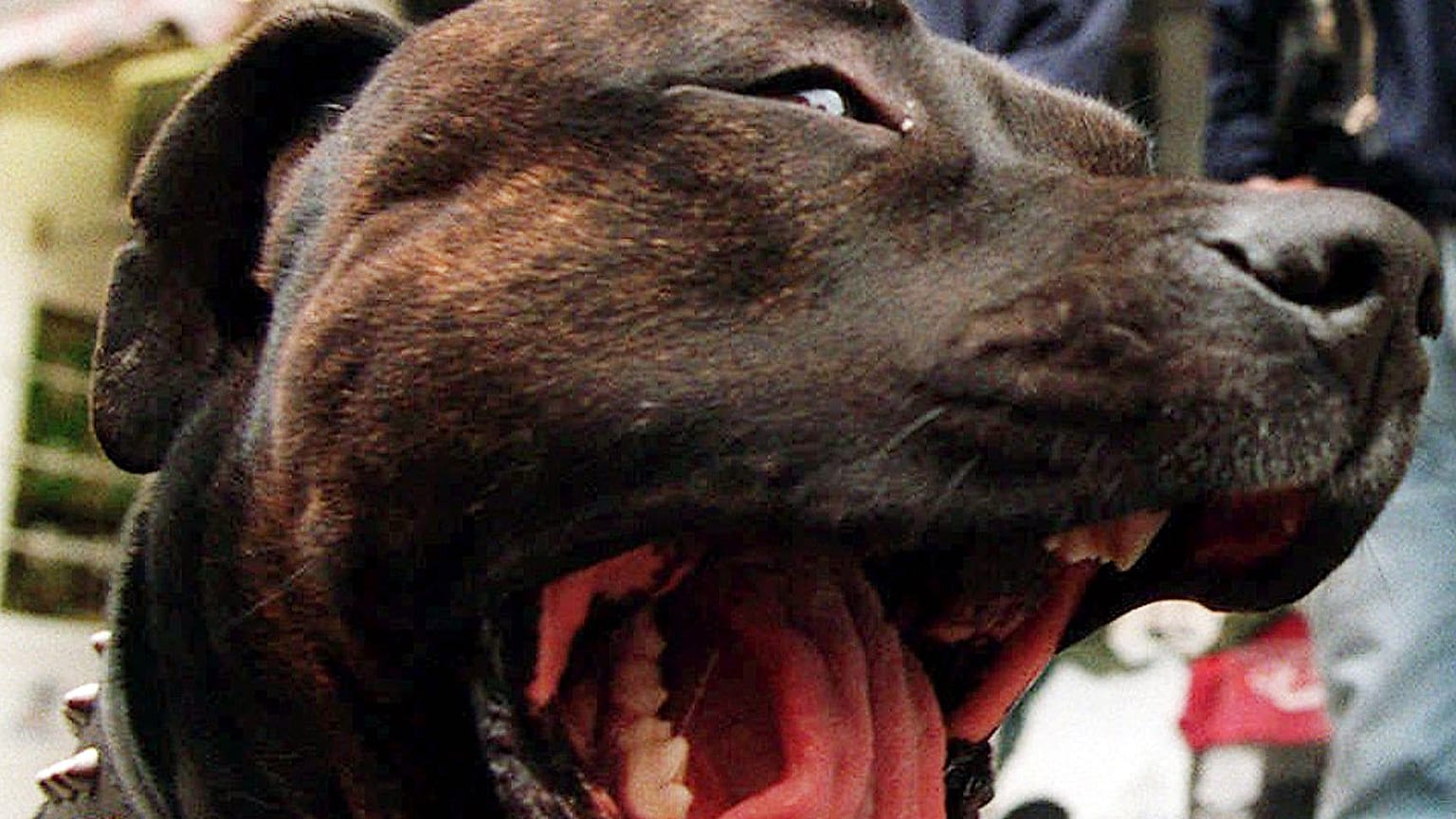 Pitbull - Symbolbild