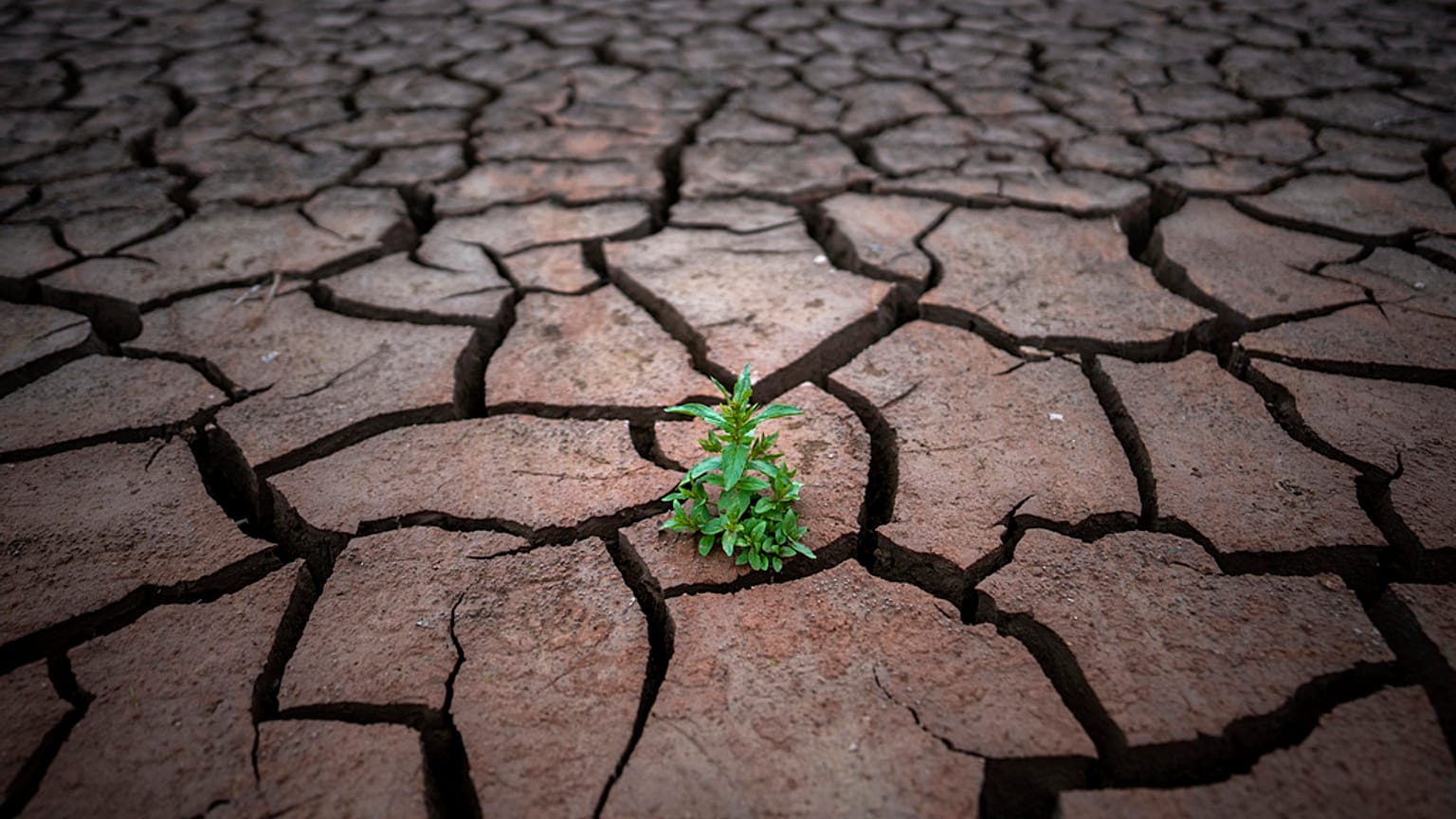 Trockener Start in die Agrarsaison: Weite Teile Europas leiden seit Monaten unter extremer Dürre.