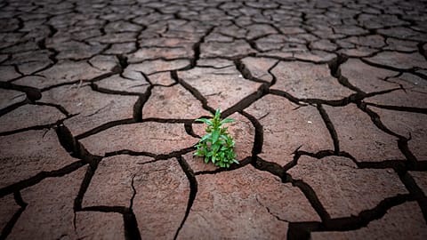 A plant is photographed on the cracked earth after the water level has dropped in the Sau reservoir, about 100 km (62 miles) north of Barcelona, Spain, Tuesday, April 18, 2023