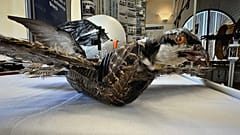 Aves taxidérmicas estão a ser usadas com drones para estudar as aves reais