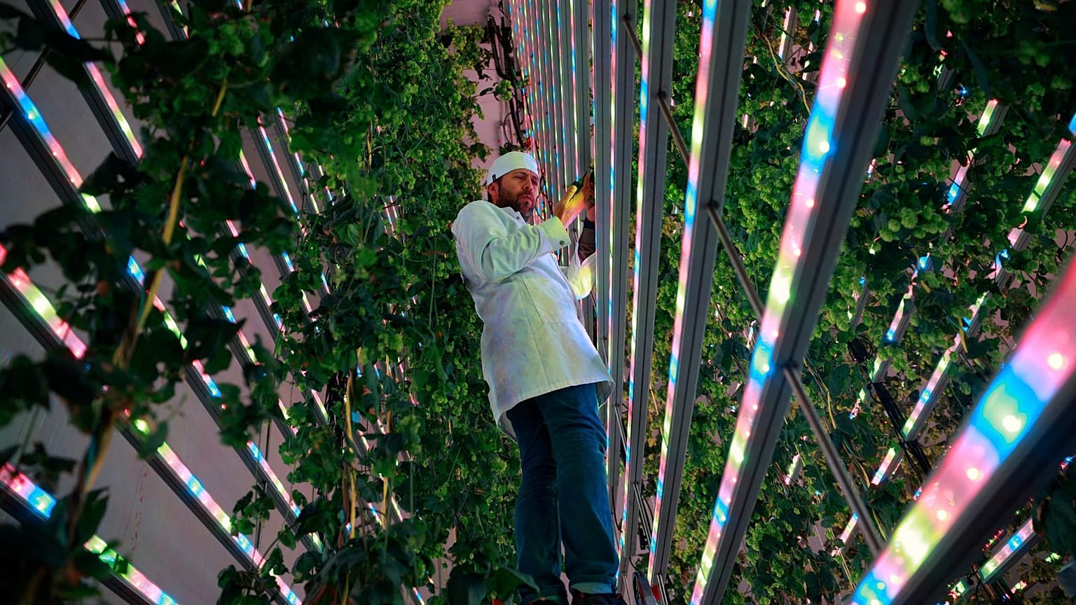 The start-up says this could be the best way to futureproof the supply of a key ingredient in the world's most popular alcoholic drink.