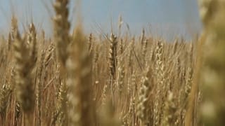 Polonia e Ungheria annunciano una stretta sul grano ucraino
