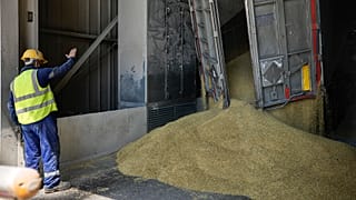 Из кузова машины выгружается в хранилище зерно