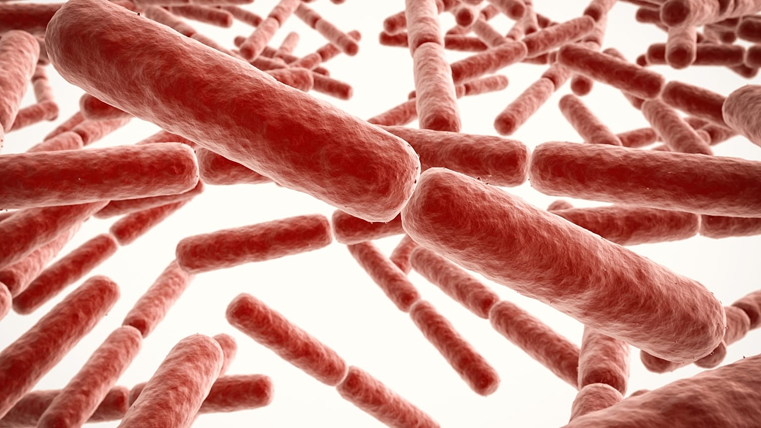 Cientistas procuram soluções para as infeções resistentes aos antibióticos