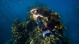 Yingtao Lei mermaids in Poor Knights Islands Marine Reserve