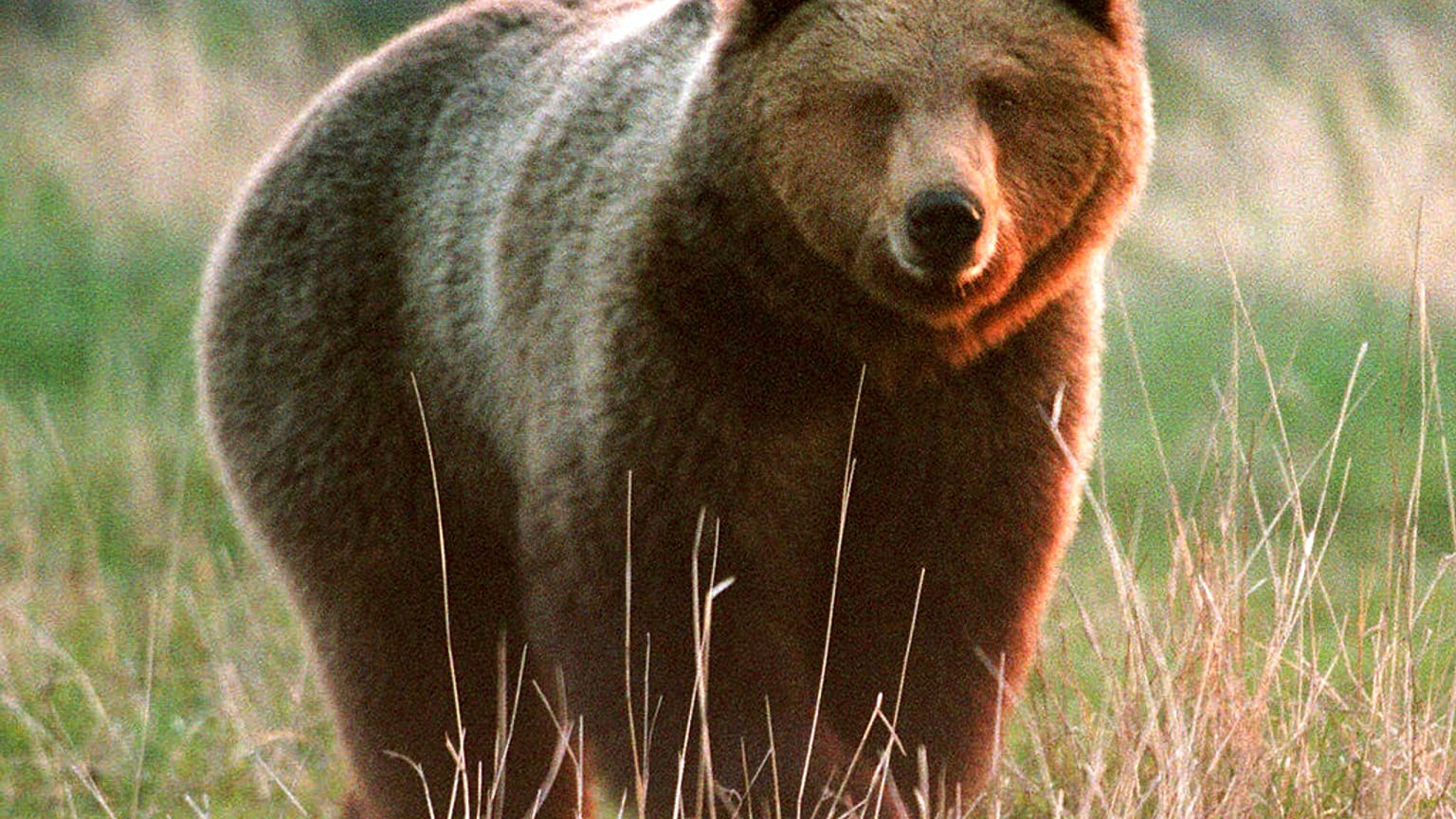 Catturata l'orsa che aveva sbranato un corridore alpino in Italia