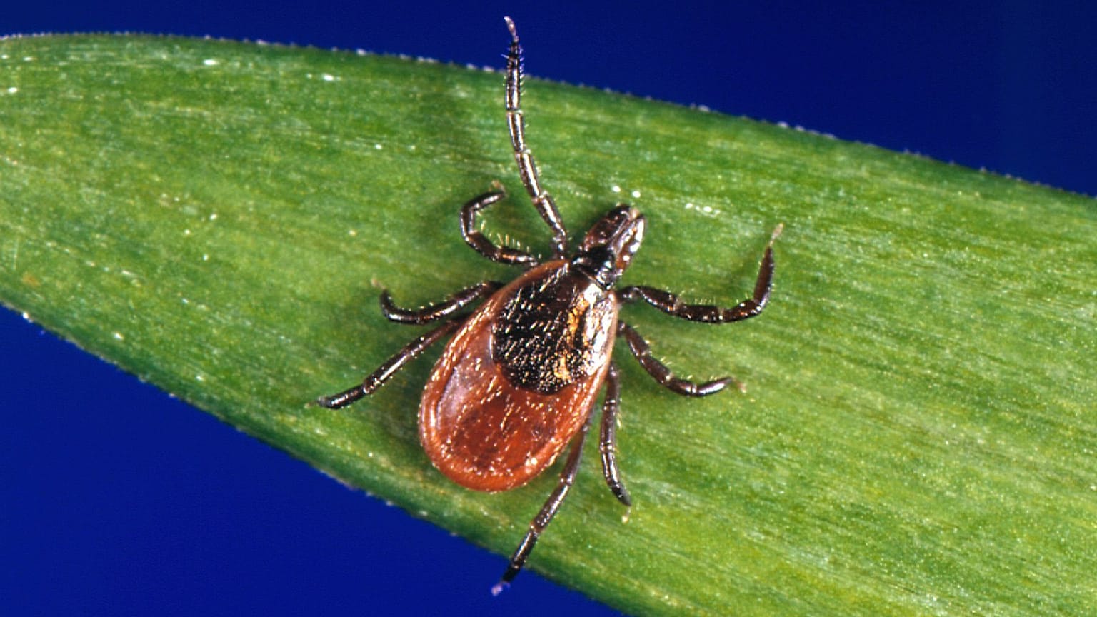Ixodes scapularis oder "die schwarzbeinige Zecke" ist Träger des Powassan-Virus