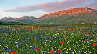 Erleben Sie die Fiorita in den italienischen Sibillini-Bergen.