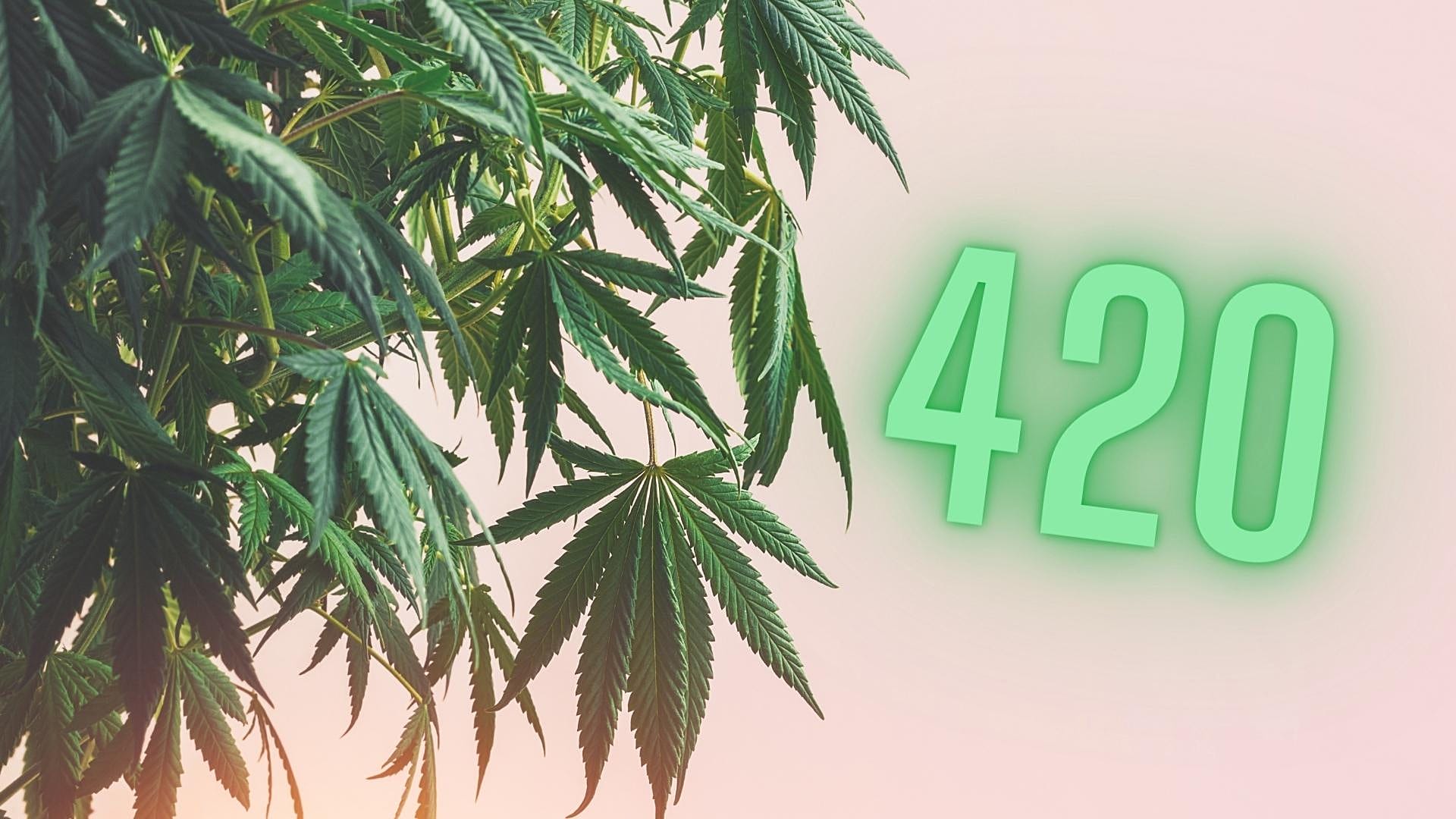 Culture Re-View: The history behind the 420 tradition | Euronews