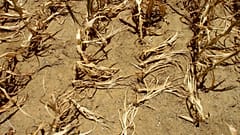 گرمایش زمین