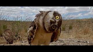 Extract from the promo video of the INTERNATIONAL NATURAL AND ENVIRONMENTAL FESTIVAL
