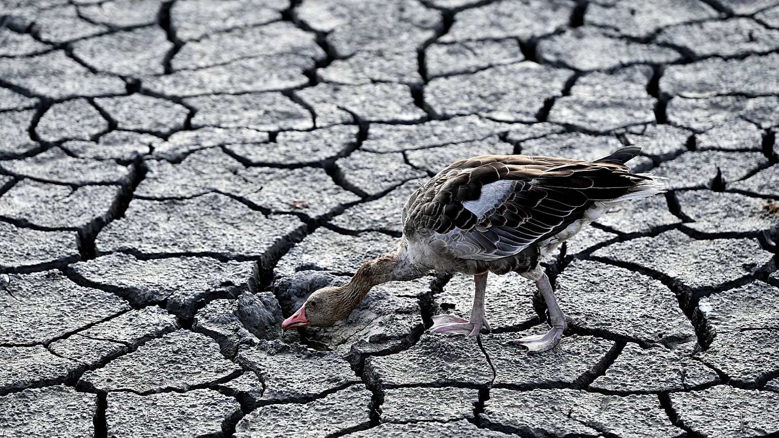 A goose looks for water in the dried bed of Lake Velence in Velence, Hungary, Thursday, Aug. 11, 2022. 