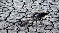A goose looks for water in the dried bed of Lake Velence in Velence, Hungary, Thursday, Aug. 11, 2022. 