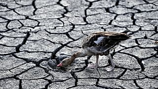 A goose looks for water in the dried bed of Lake Velence in Velence, Hungary, Thursday, Aug. 11, 2022. 