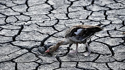 A goose looks for water in the dried bed of Lake Velence in Velence, Hungary, Thursday, Aug. 11, 2022. 